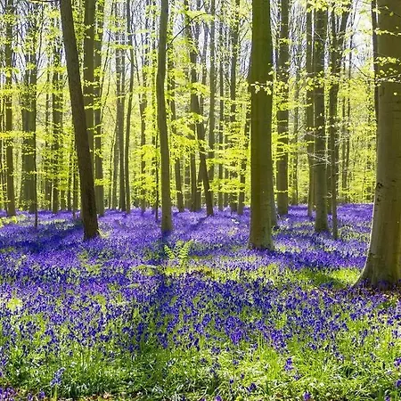 Het Kastanjehuis Feriehus *