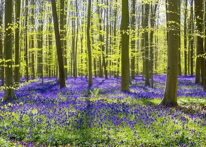 Het Kastanjehuis Hébergement de vacances *